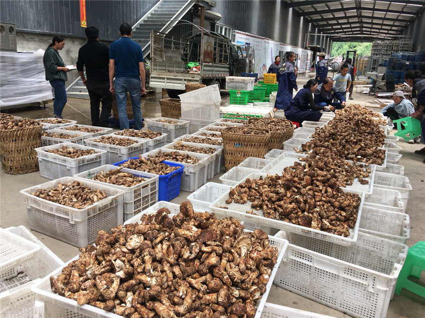 雅江松茸.png 雅江松茸.png