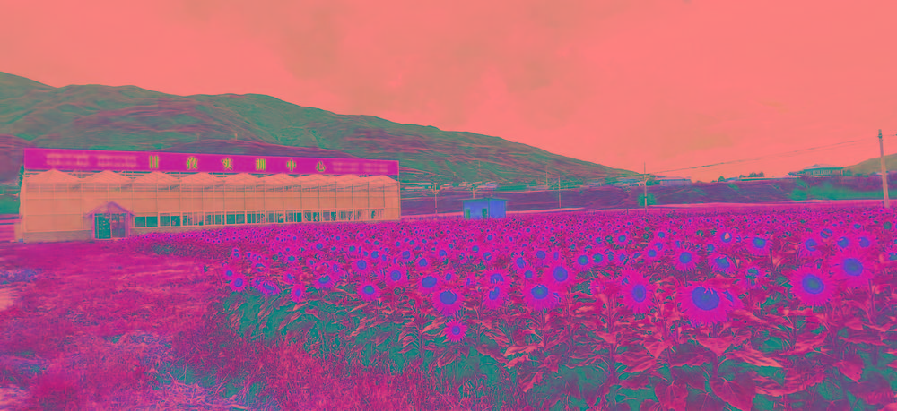 向日葵.jpg 向日葵.jpg