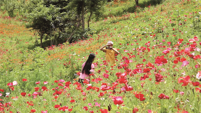 游客在花海.jpg 游客在花海.jpg
