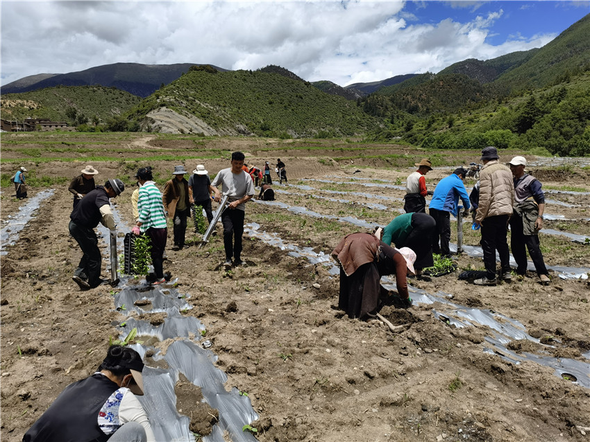 圖為埃地村.jpg 圖為埃地村.jpg