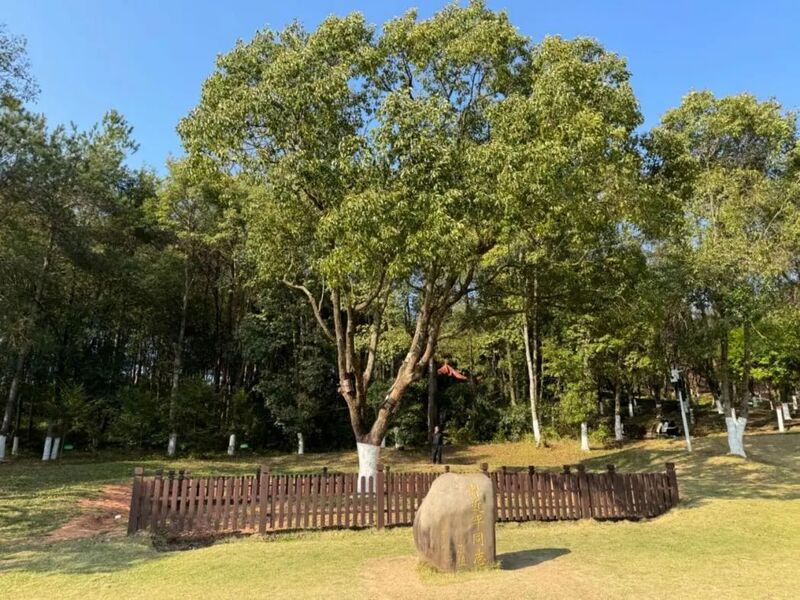 習(xí)近平同志為福建省長汀縣水土保持科教園捐種的香樟樹。圖源：學(xué)習(xí)時(shí)報(bào)